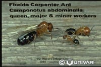 Carpenter Ants