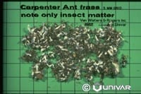 Carpenter Ants