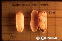 Carpenter Ants