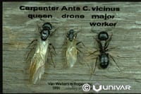 Carpenter Ants