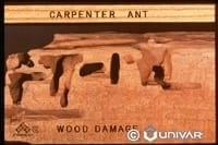 Carpenter Ants
