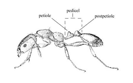 Pharaoh Ant