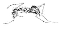 The Crazy Ant