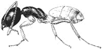 The Ghost Ant