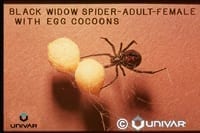 Black Widows