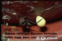 Black Widows