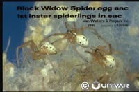 Black Widows