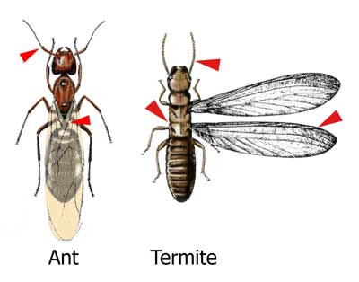 Termite Treatment