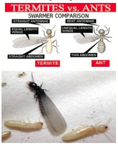 termits-v-ants