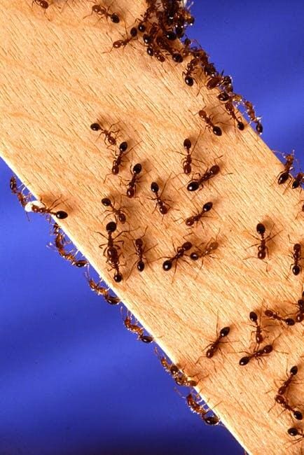 florida carpenter ant