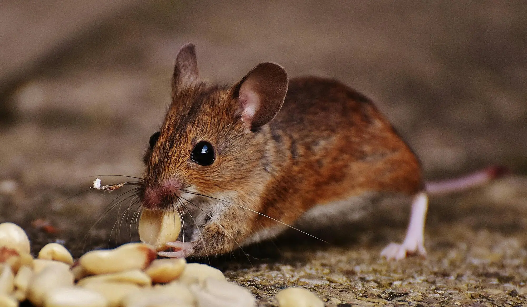 DIY pest control Mouse eating food
