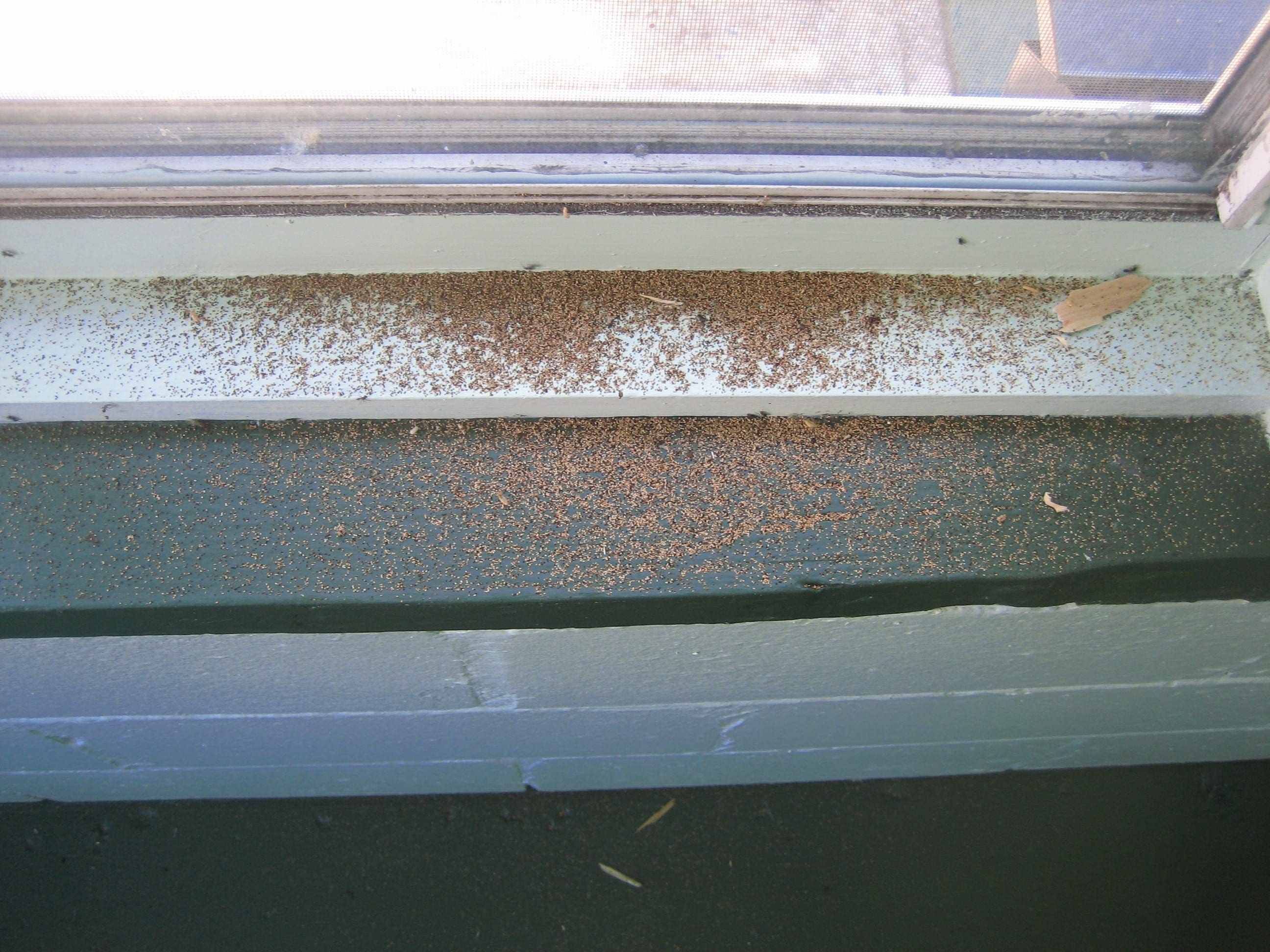 Termite Invasion Hits Tampa Bay Area Homes Chet's Pest