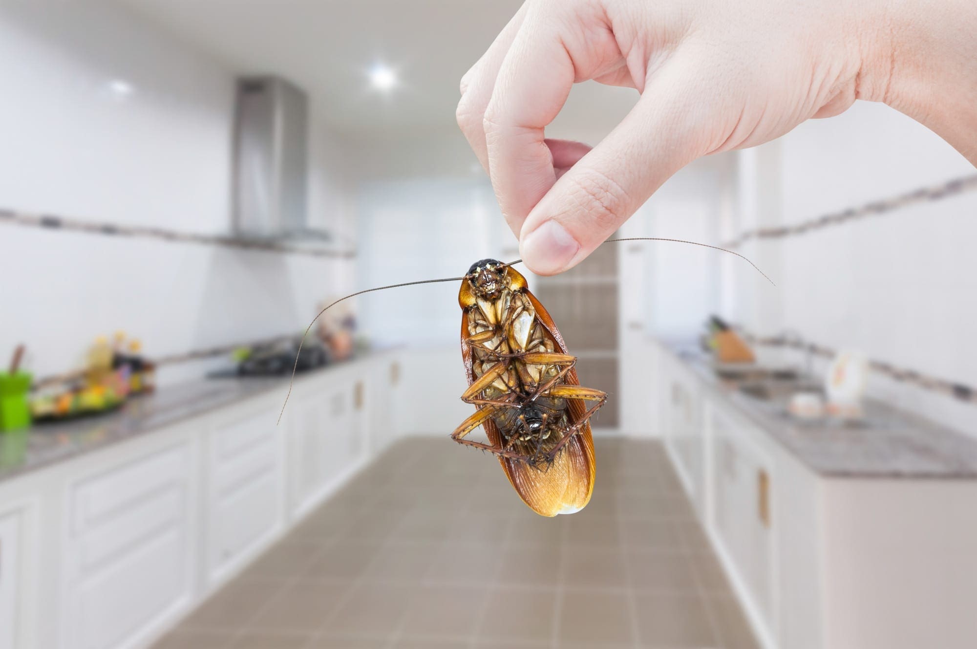Do Pest Control at Home On Your Own
