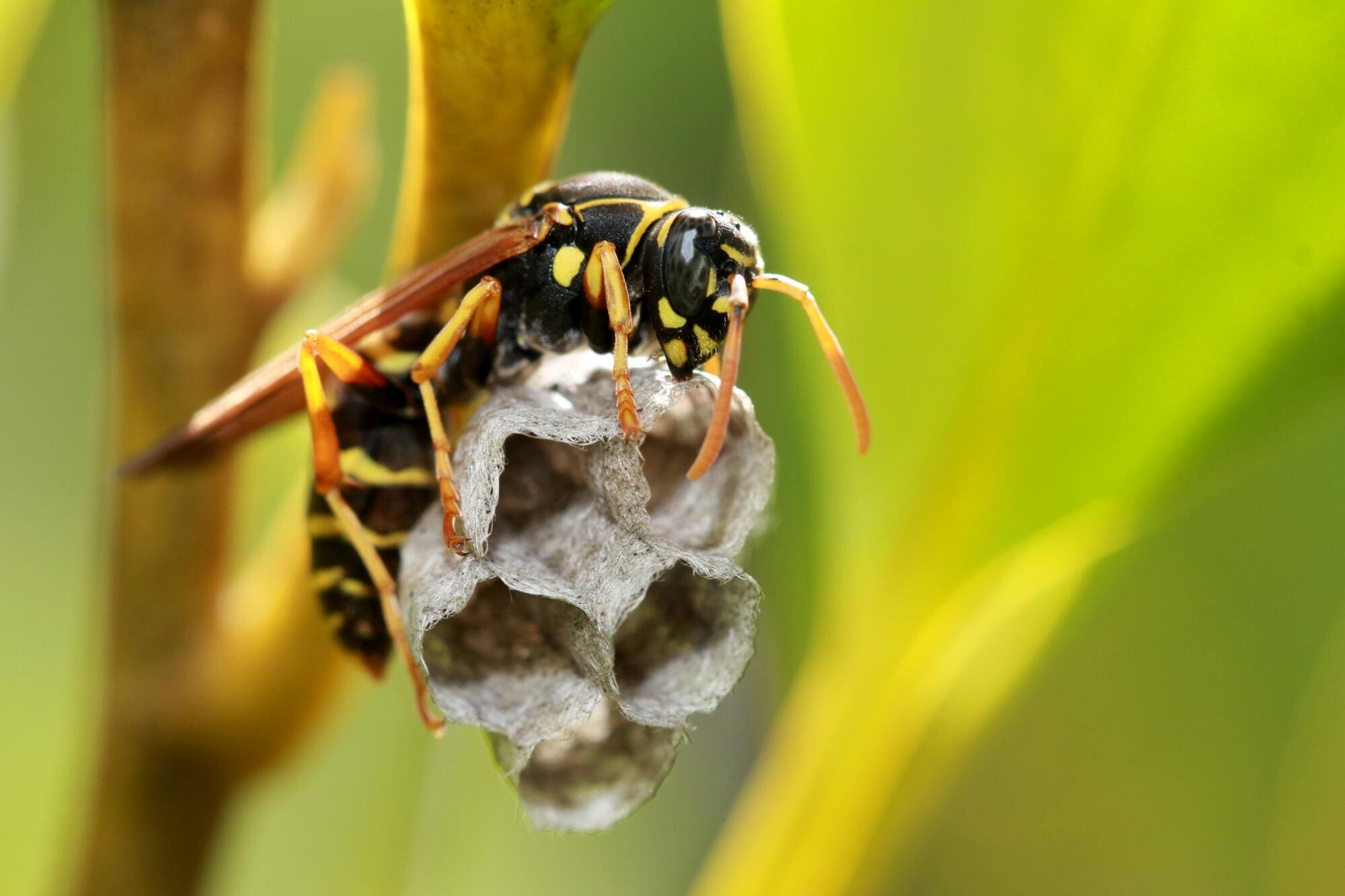 Summer pests