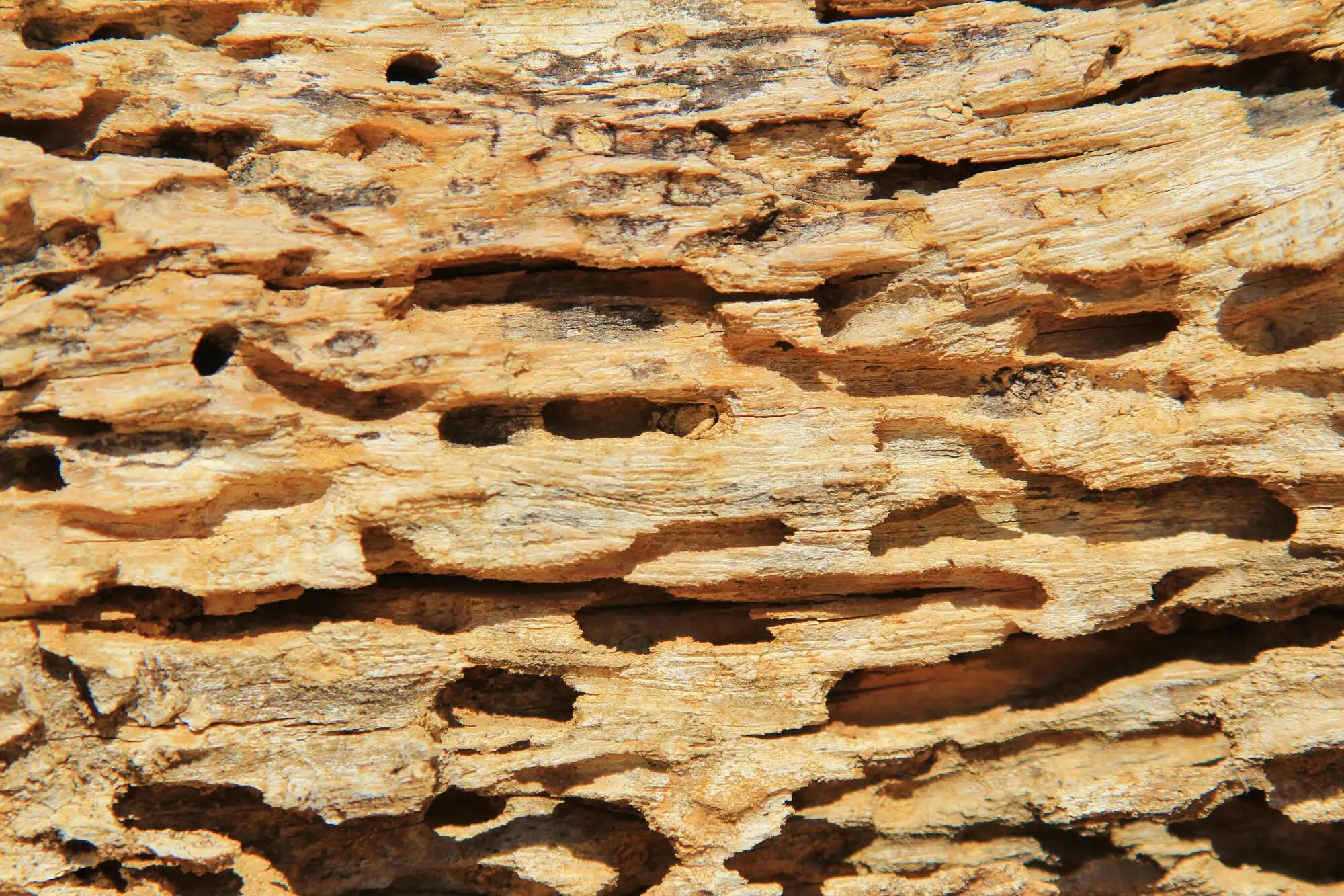 Termites