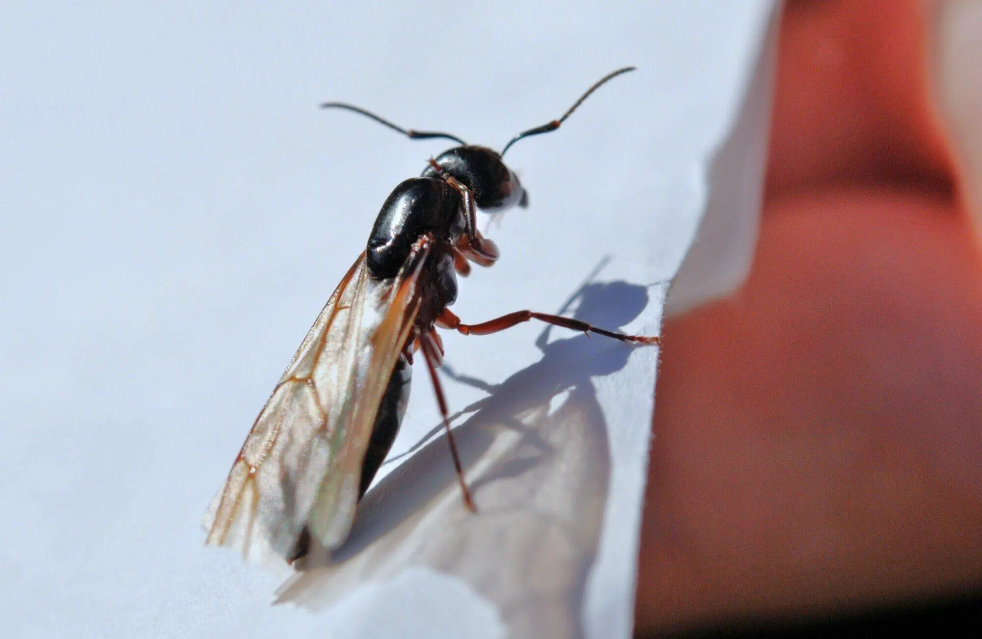 ant insect flying