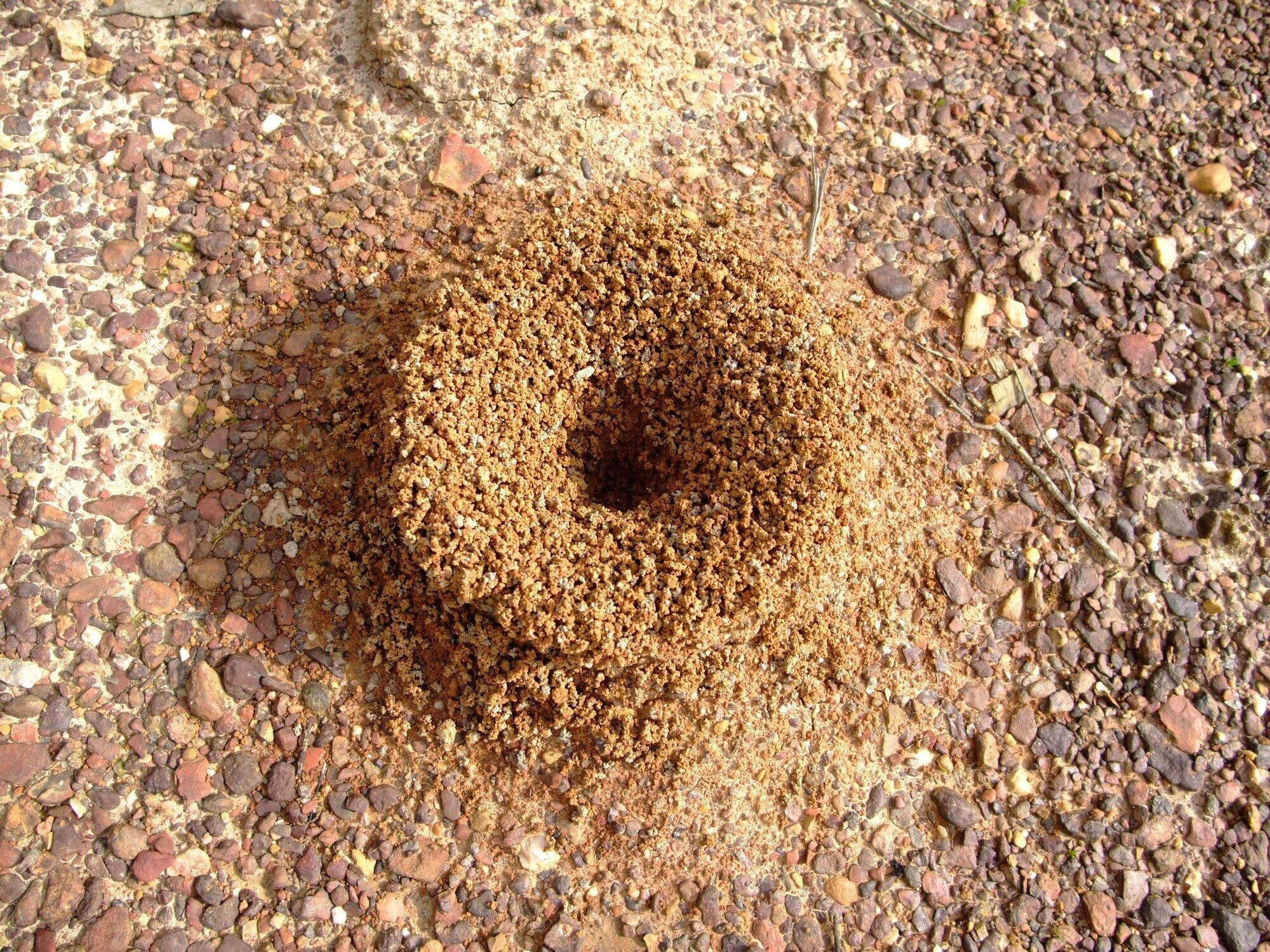 ant pile