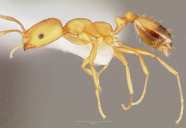 ant