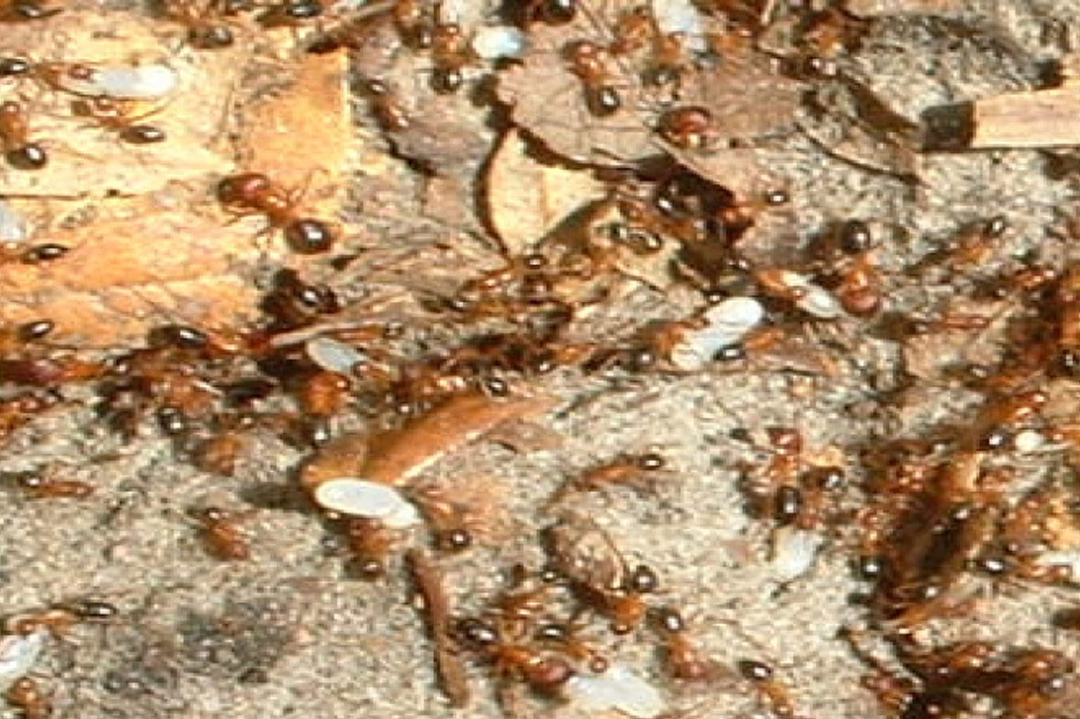 Carpenter Ants How to Identify and Remove Them