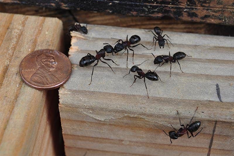 Carpenter Ants in House? Here are 3 Ways to Kill Them Off