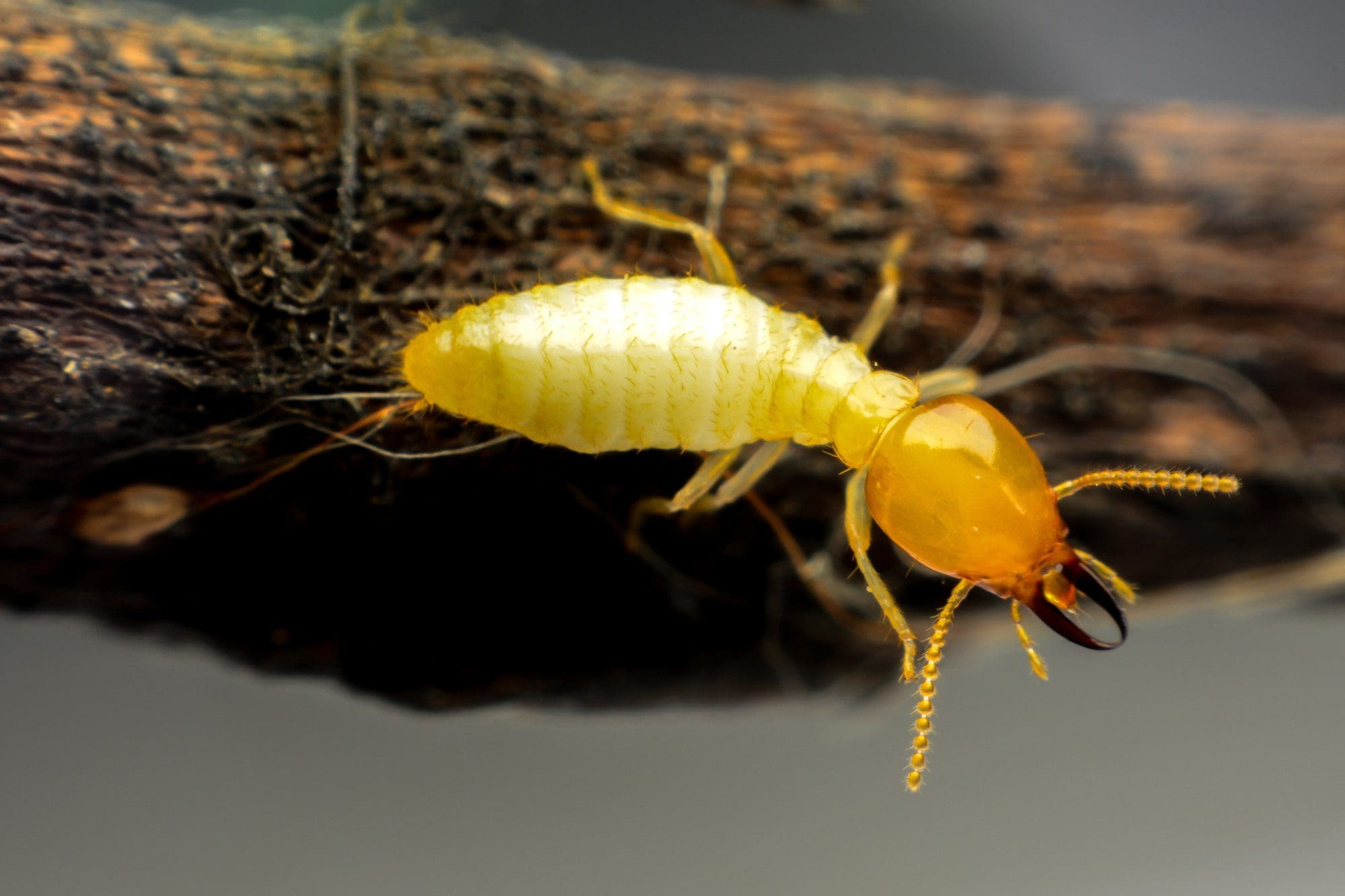 choose termite control companies