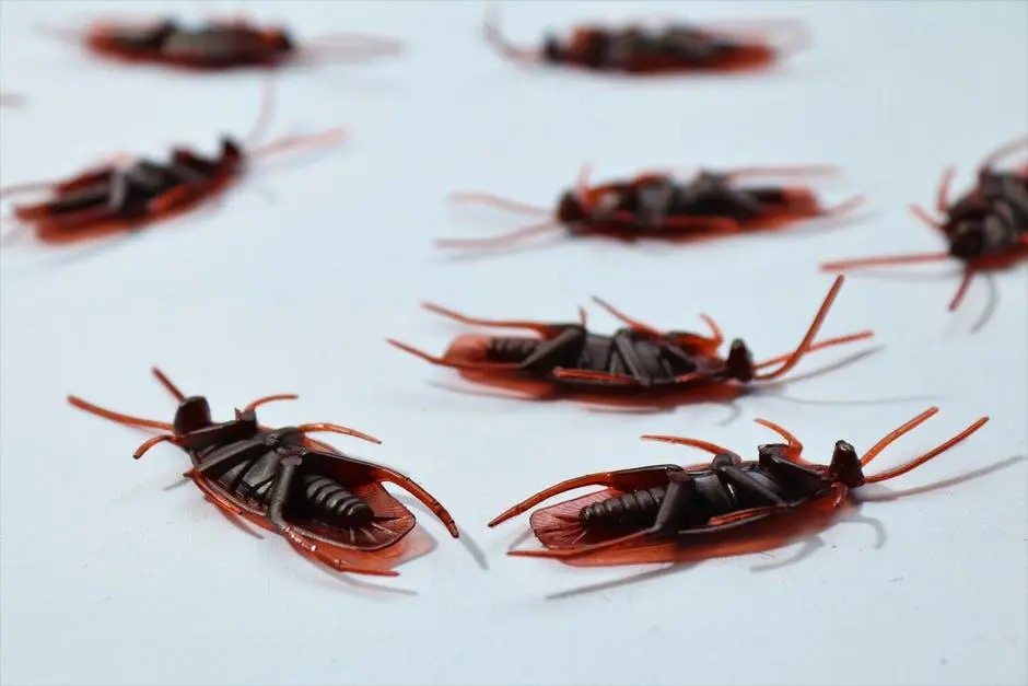 roach pest control