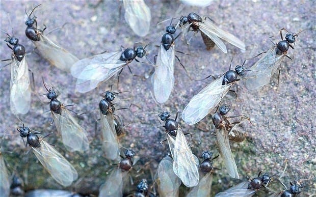 Flying Termites