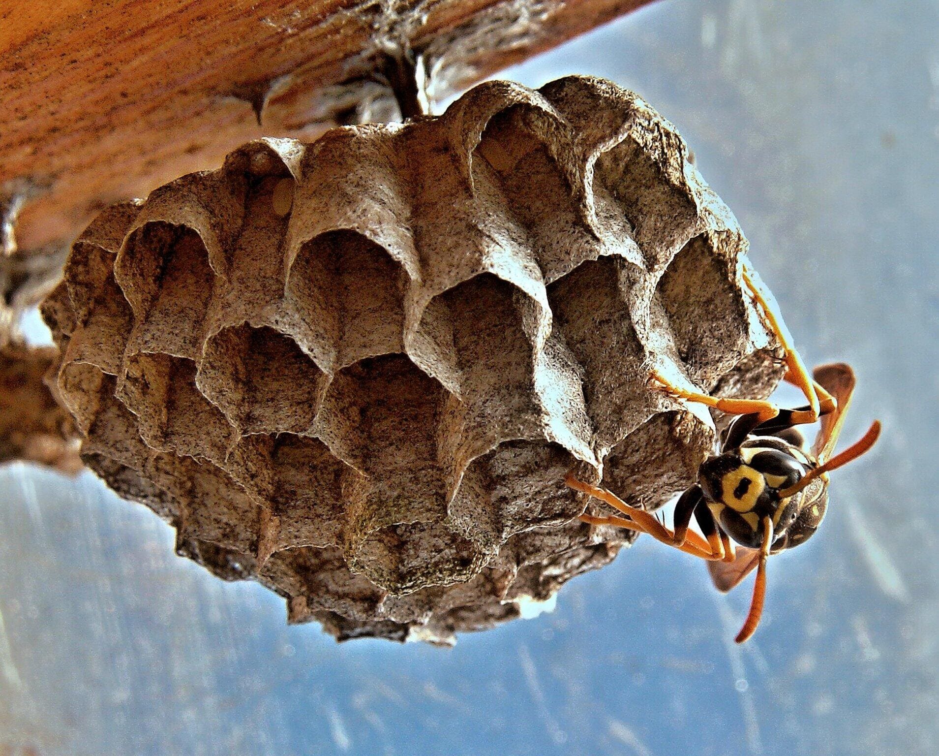 wasp nest