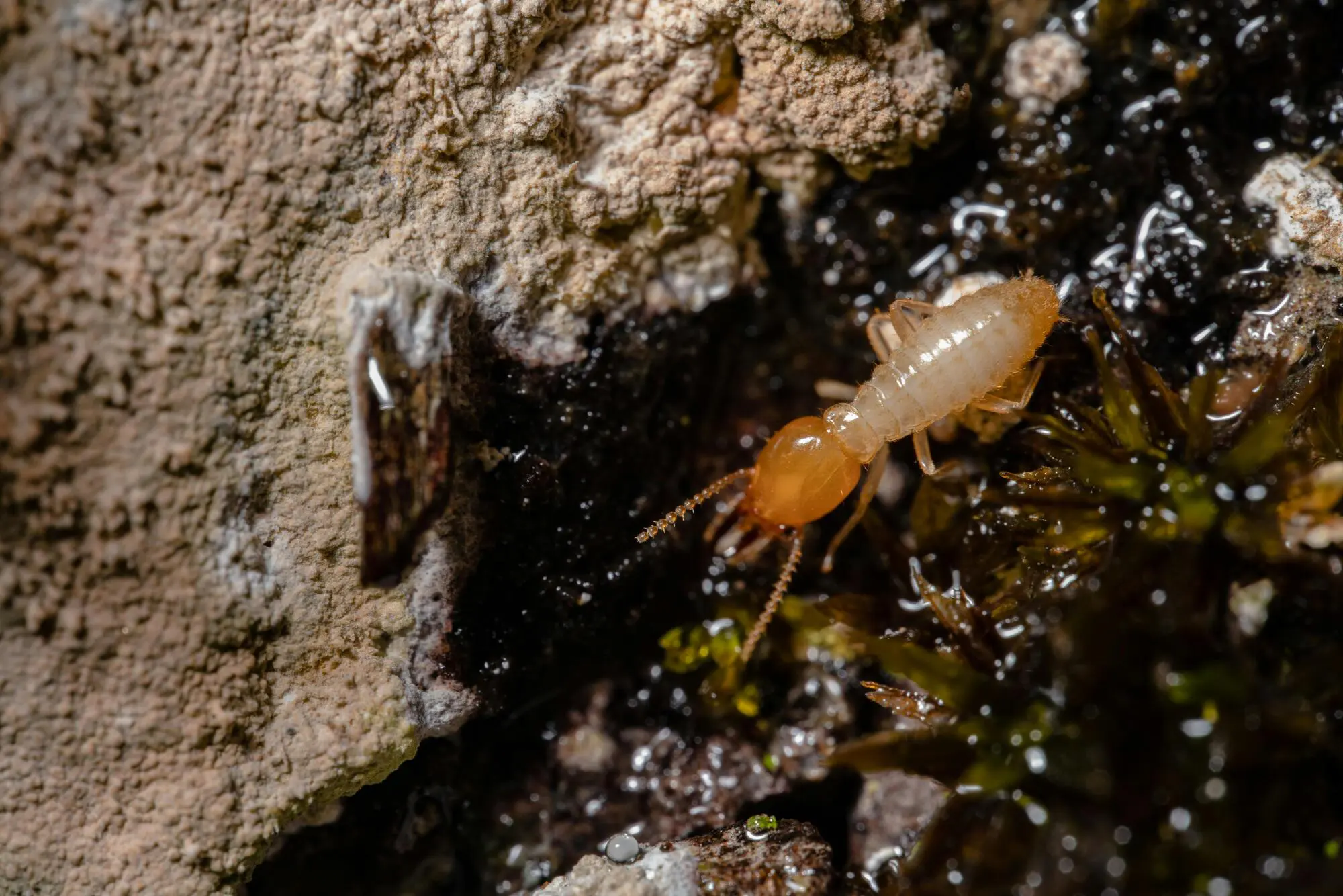 fumigation services for termites