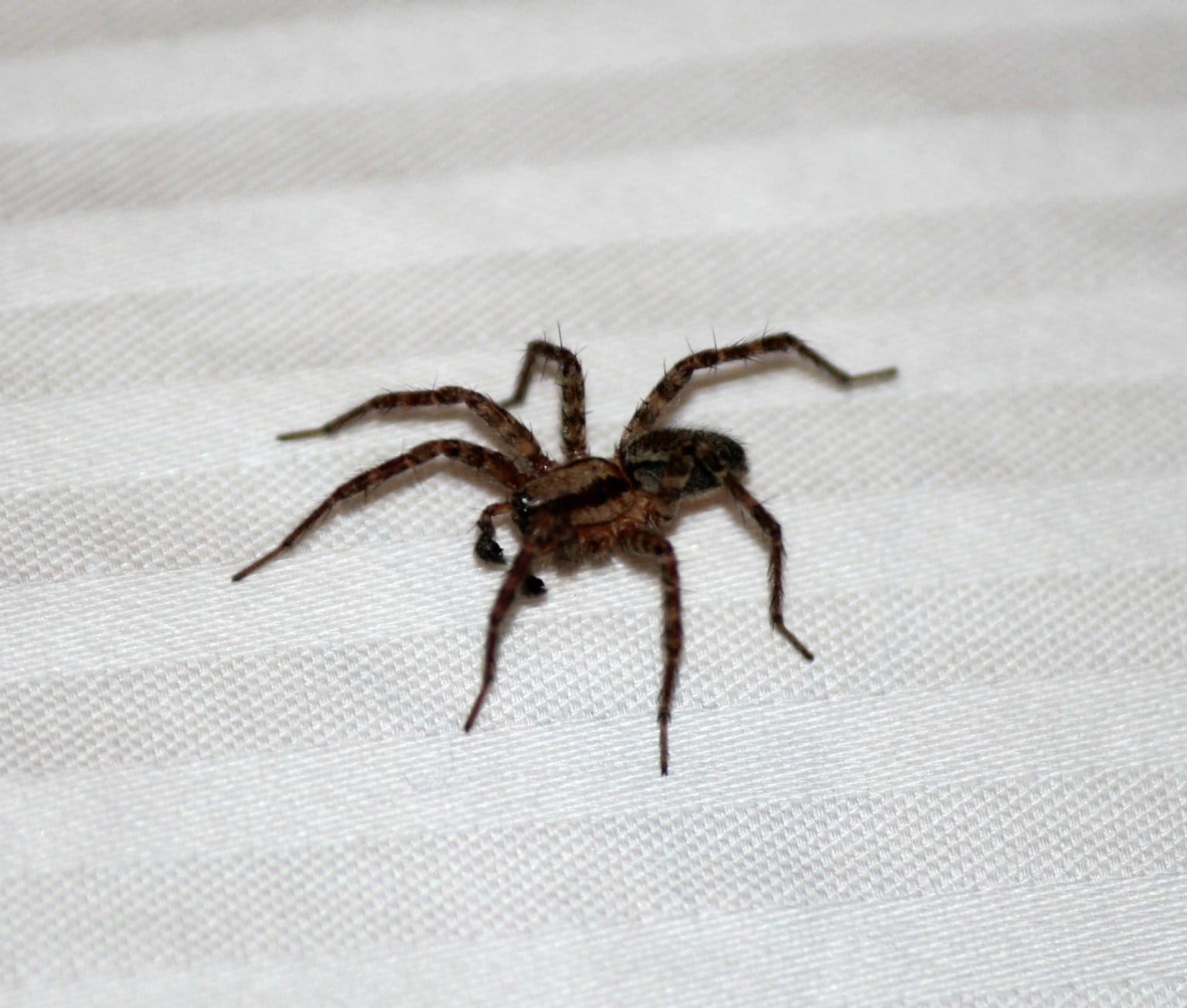 how-to-get-rid-of-spiders-from-your-home