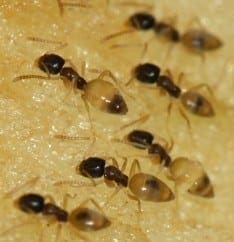 Ghost ants infestation