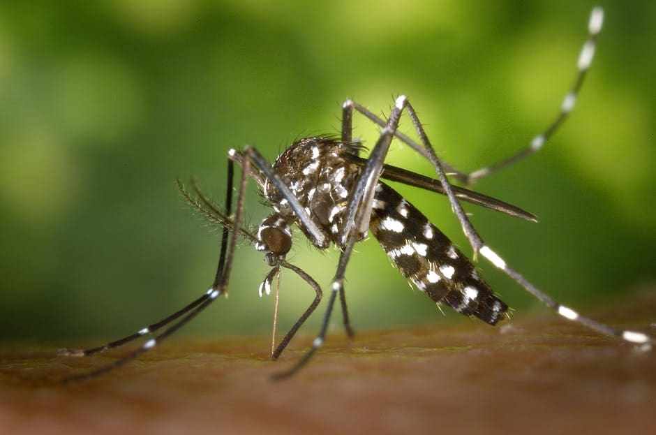 how to control mosquitos