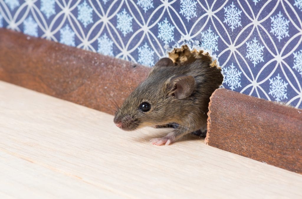 Common Mice Control Mistakes That You Should Know