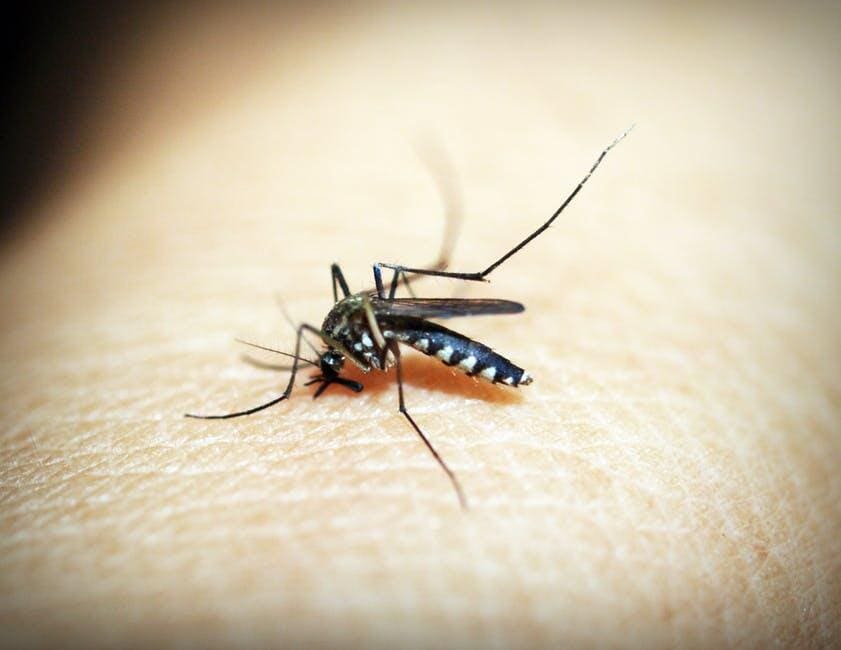 mosquito average life
