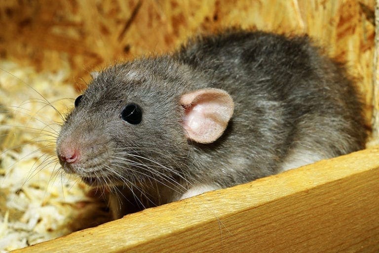 Aw Rats! 5 Telltale Signs You’ve Got a Rat Infestation at Home
