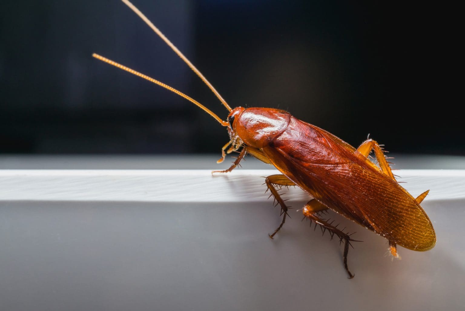The Dangers of Not Addressing a Roach Infestation Quickly