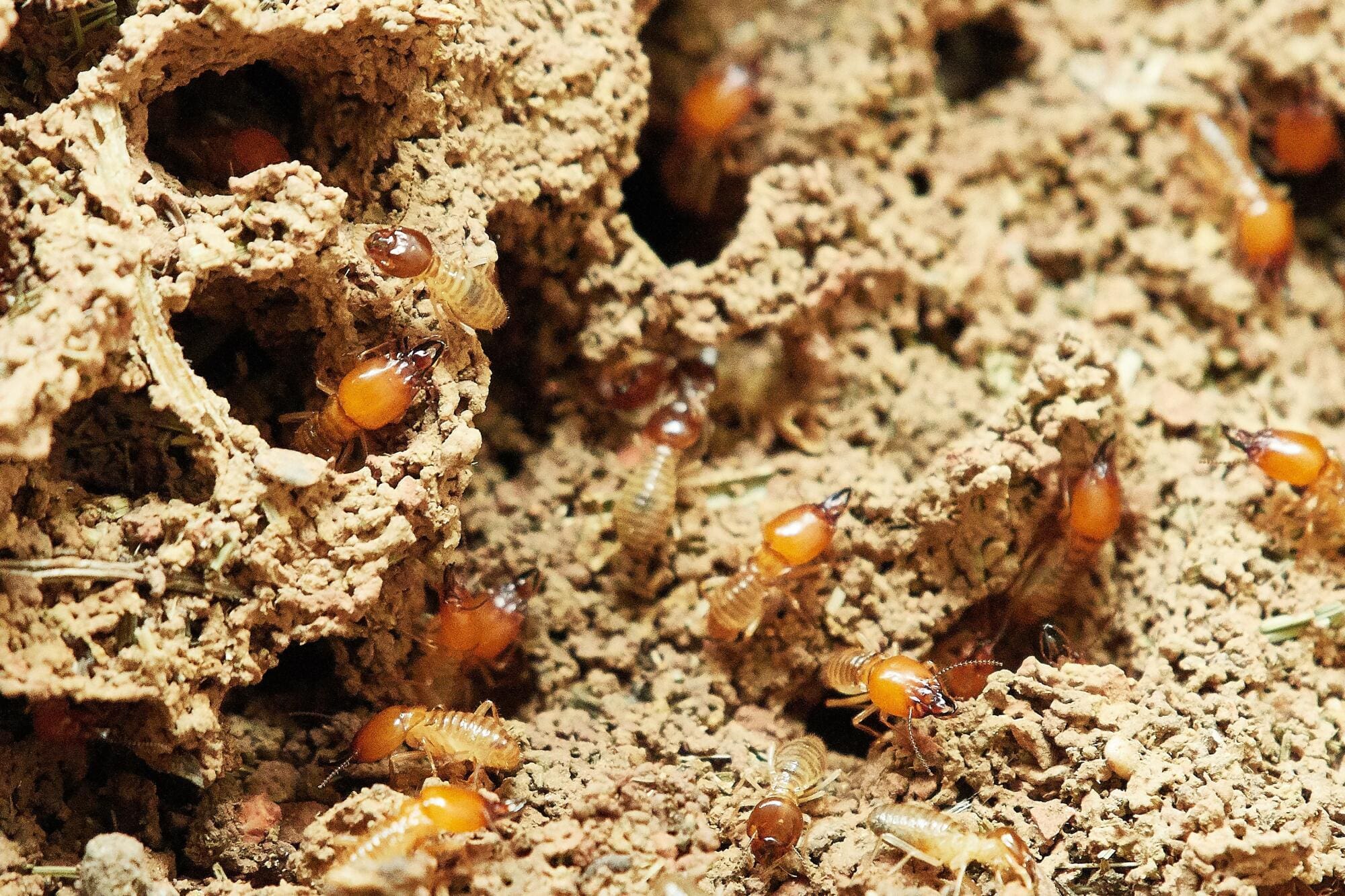 subterranean termites vs drywood termites