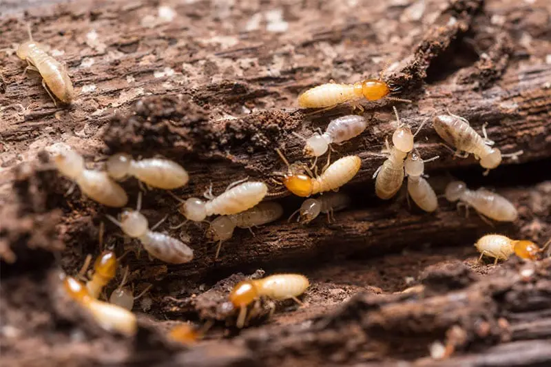 termites in your house