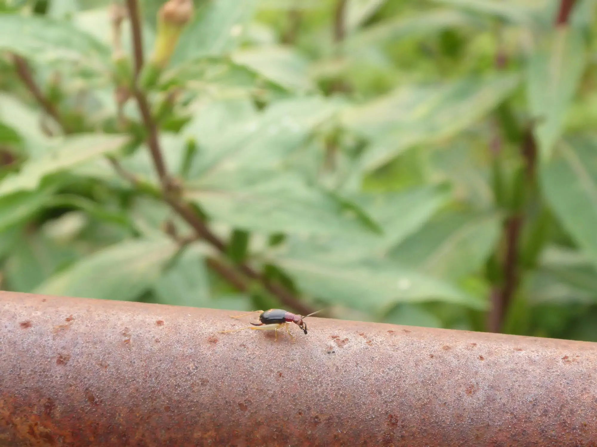 tick in backyard