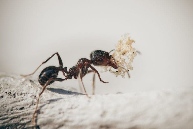 source-of-the-problem-what-are-ants-attracted-to