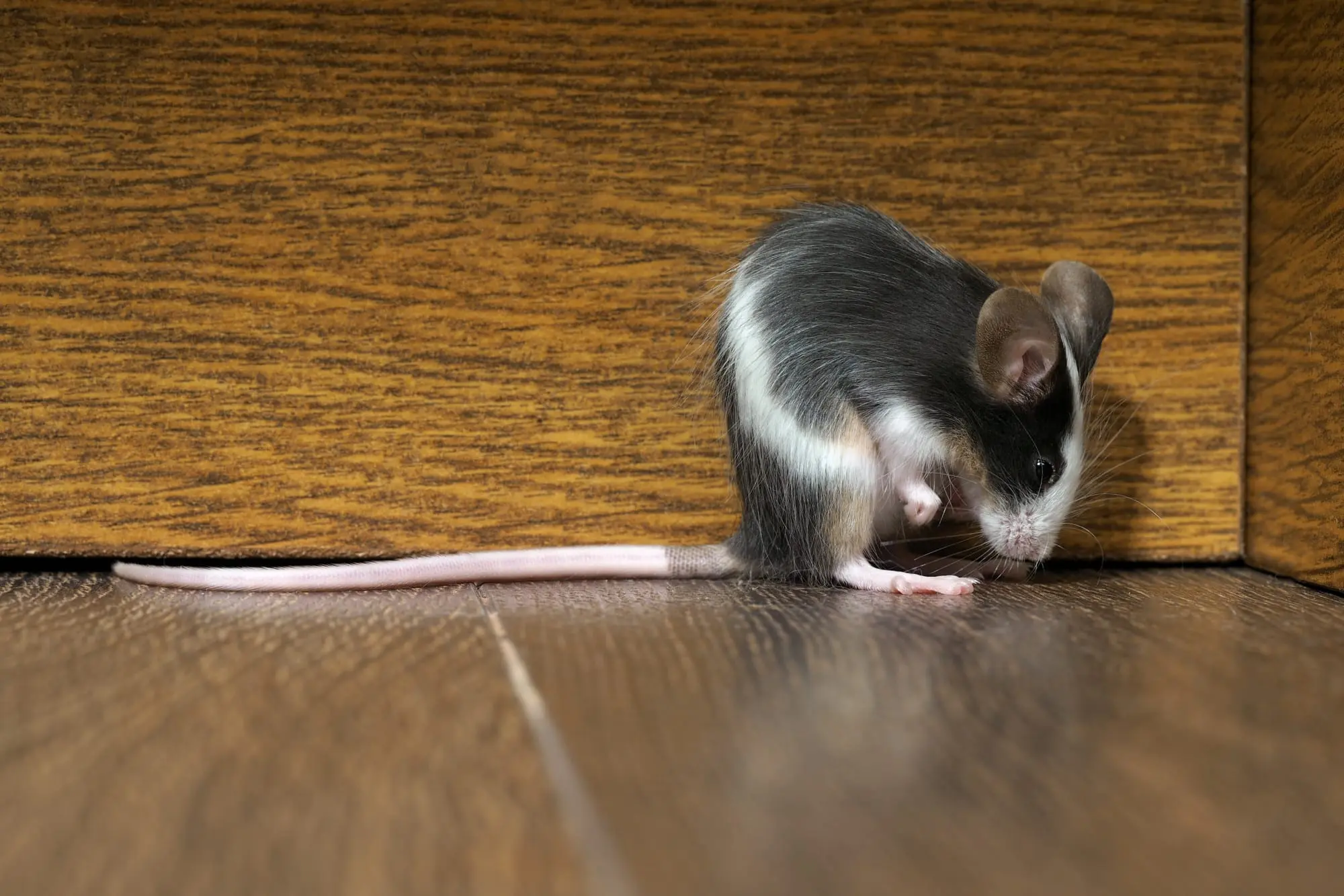 What Attracts Rats? 5 Reasons You May Have Rat and Mice Problems