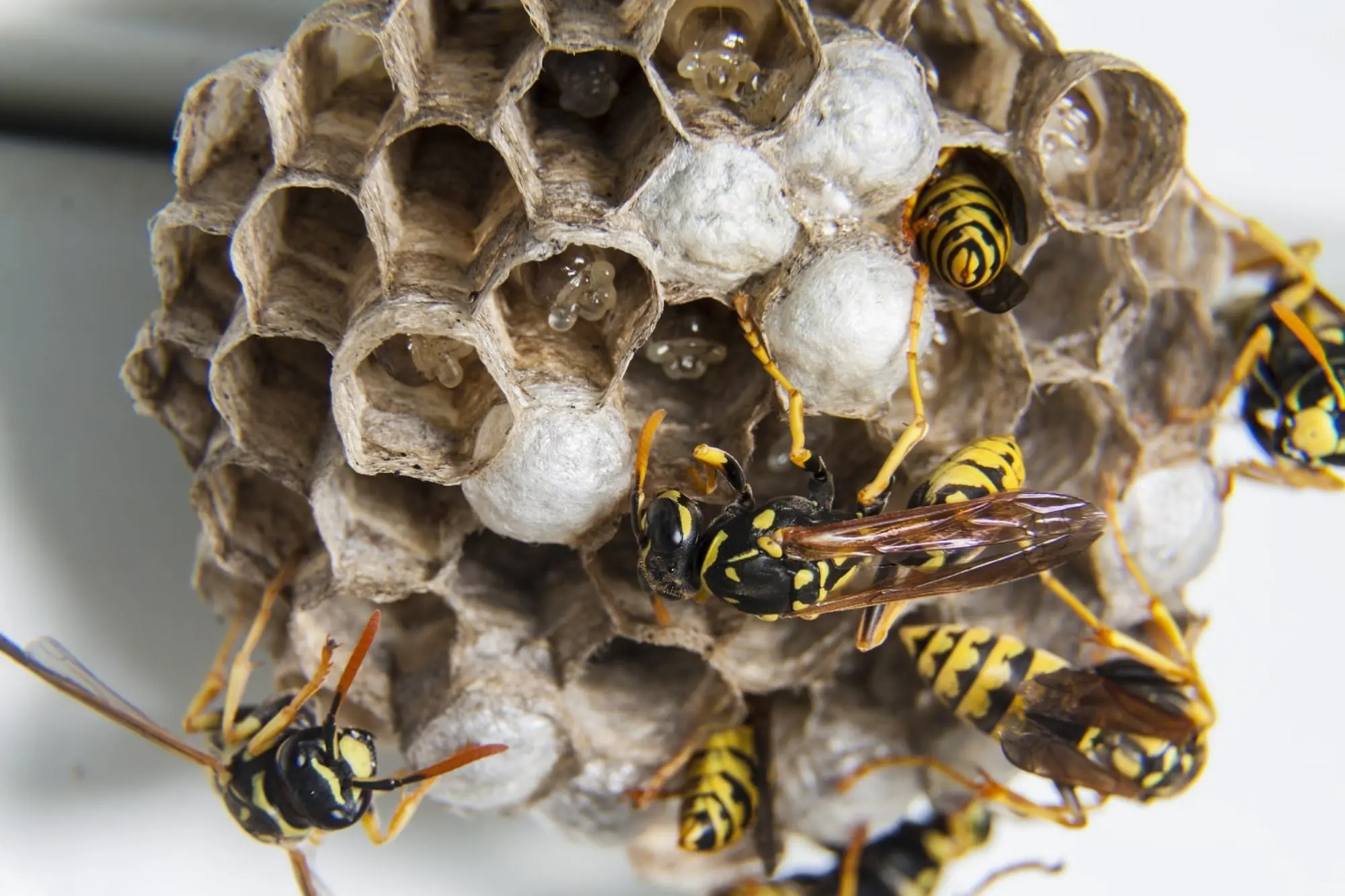 What attracts outlet wasps